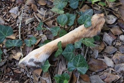 Dry Preserved Coyote Paw