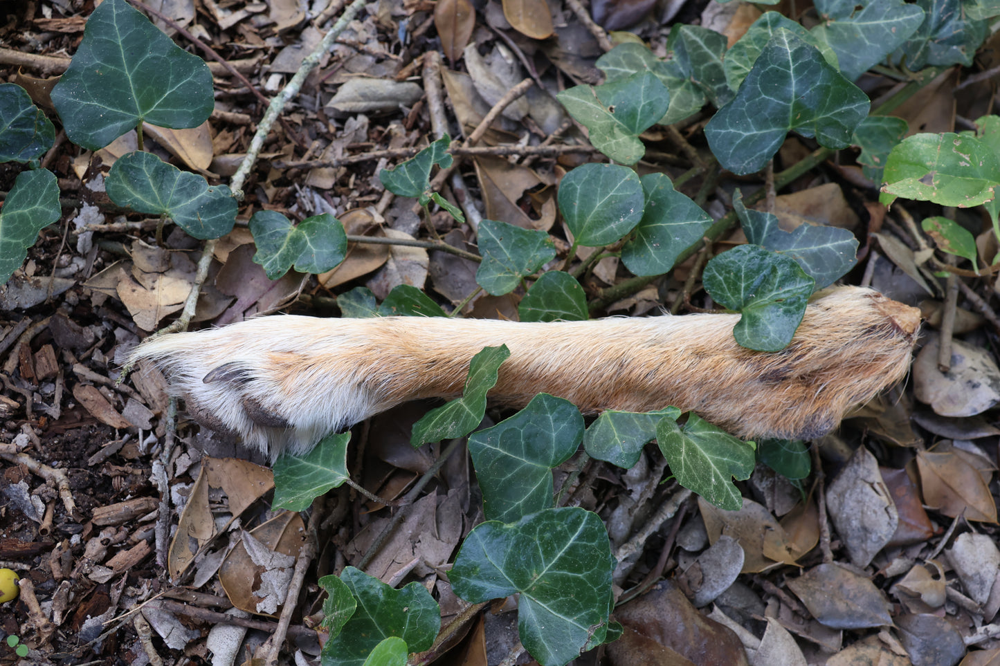 Dry Preserved Coyote Paw