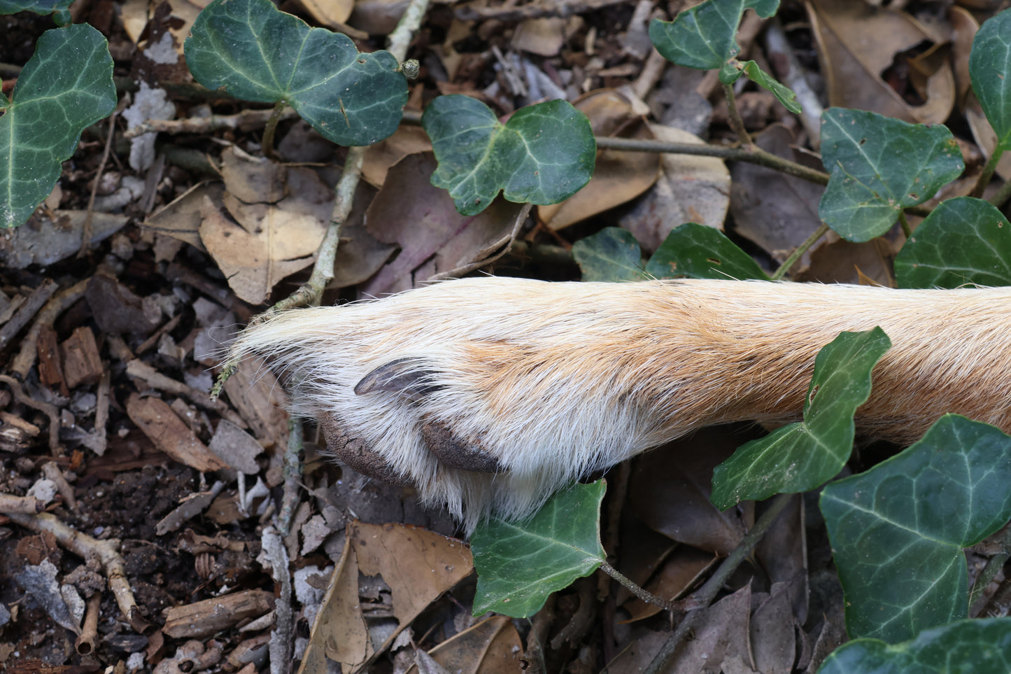 Dry Preserved Coyote Paw