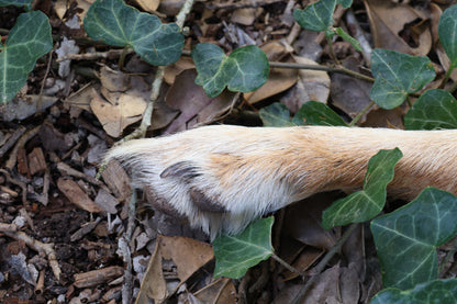 Dry Preserved Coyote Paw