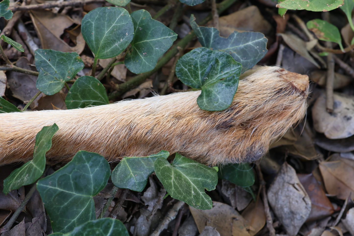 Dry Preserved Coyote Paw