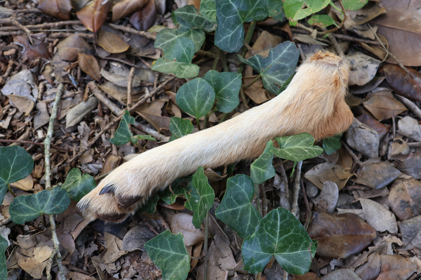 Dry Preserved Coyote Paw
