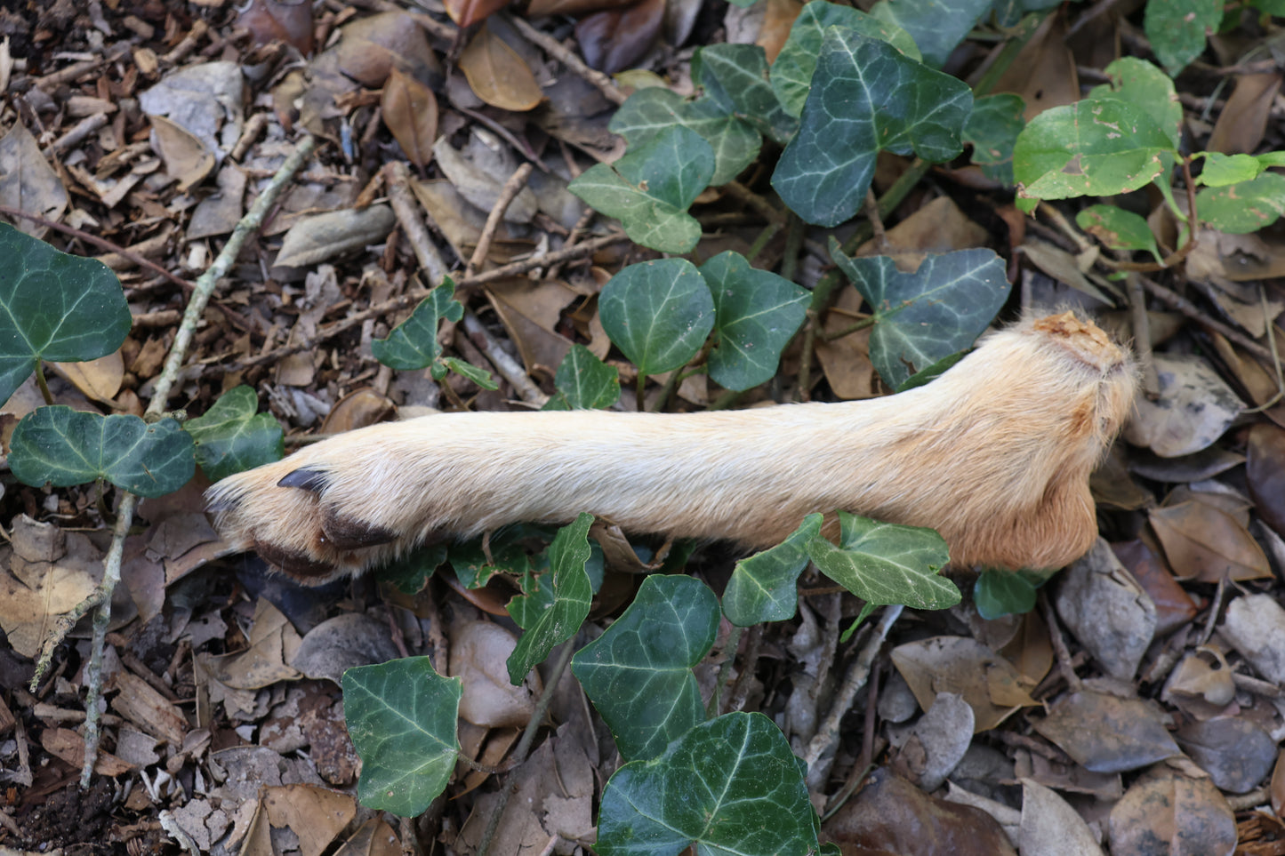 Dry Preserved Coyote Paw