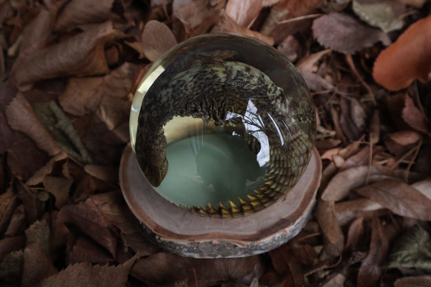 Birch Bound Uromastyx Crystal Ball