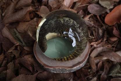 Birch Bound Uromastyx Crystal Ball