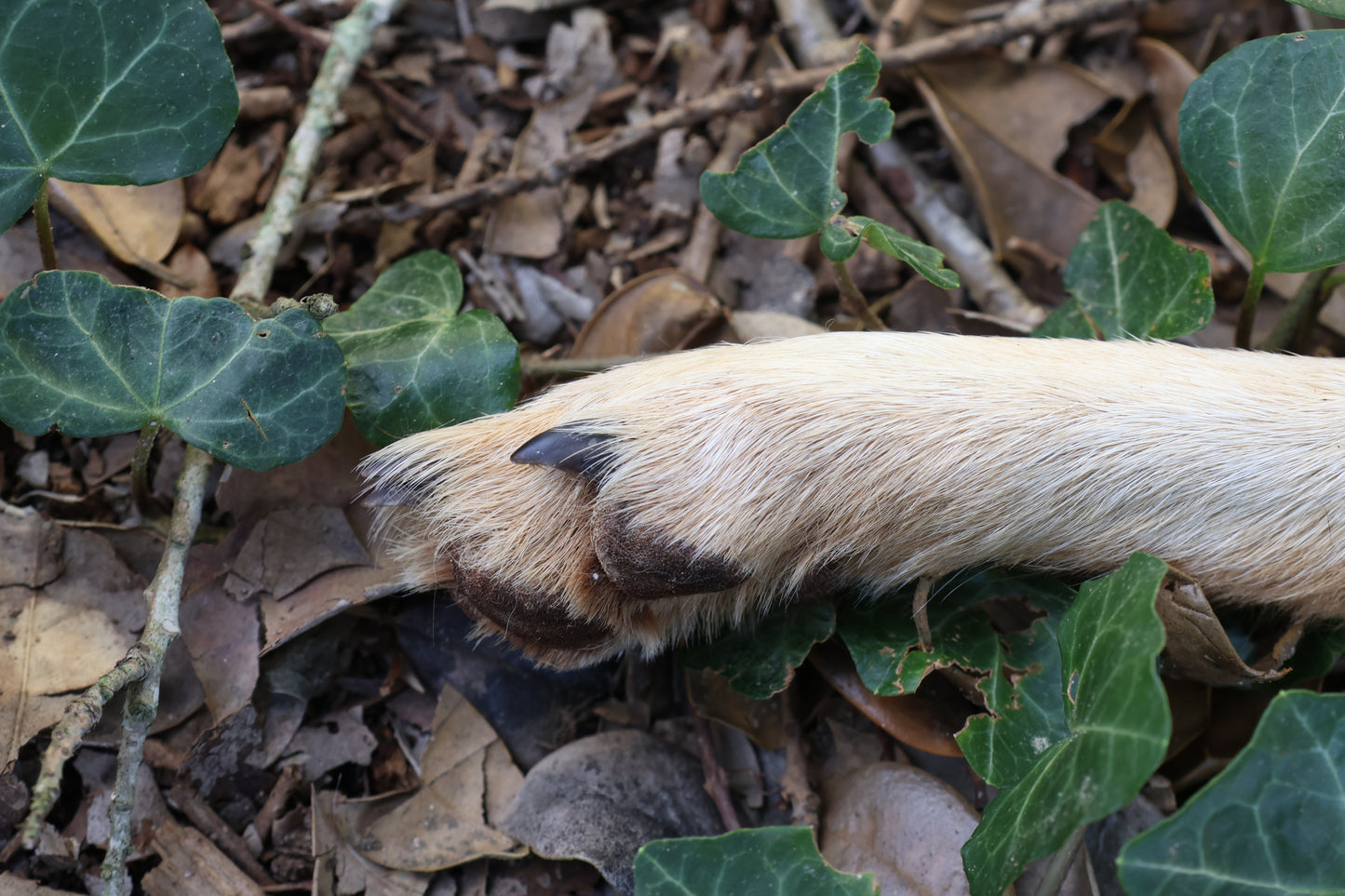 Dry Preserved Coyote Paw