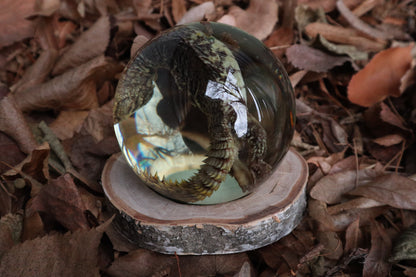 Birch Bound Uromastyx Crystal Ball
