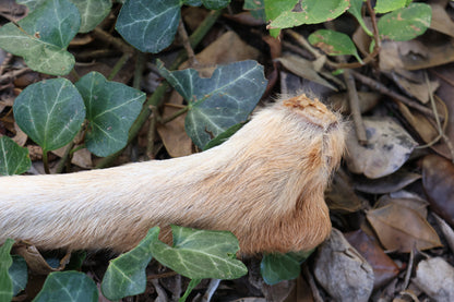 Dry Preserved Coyote Paw