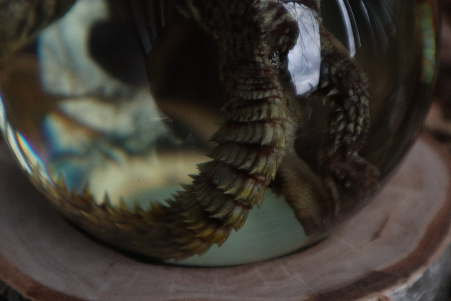 Birch Bound Uromastyx Crystal Ball