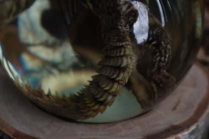 Birch Bound Uromastyx Crystal Ball