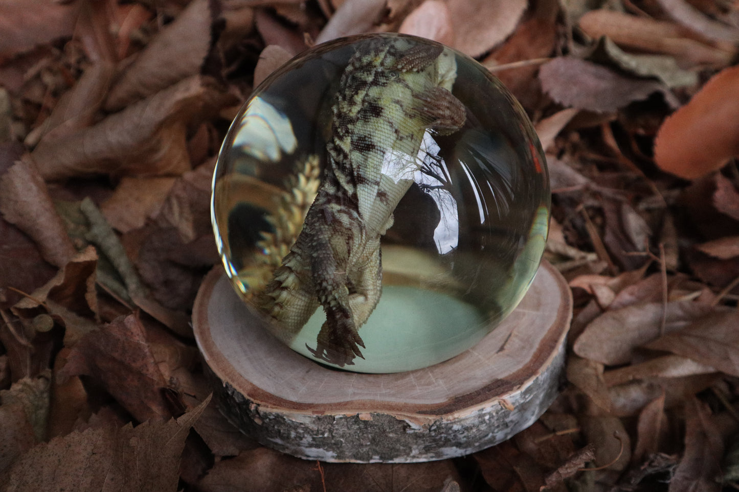 Birch Bound Uromastyx Crystal Ball