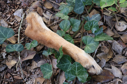 Dry Preserved Coyote Paw
