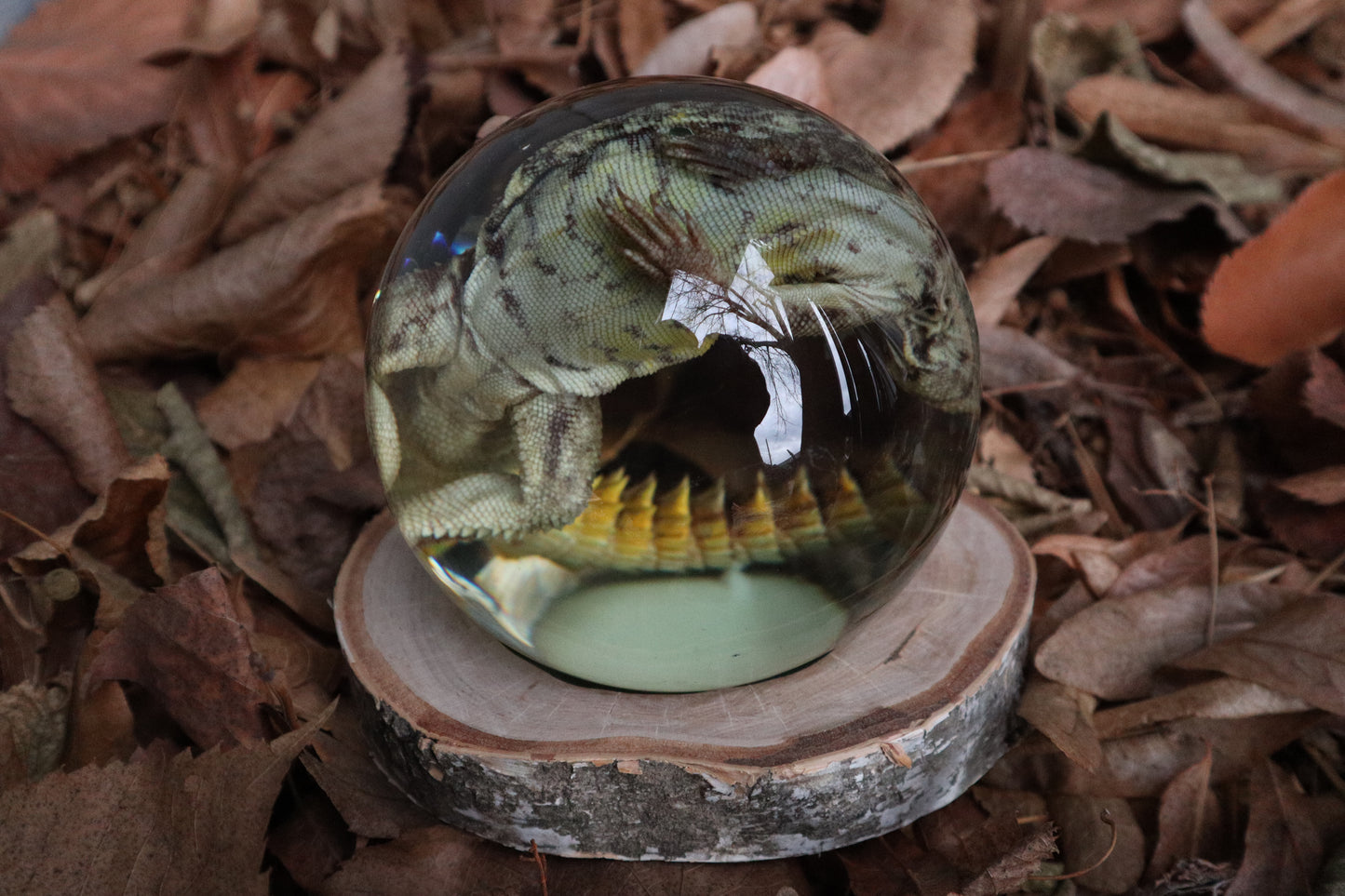 Birch Bound Uromastyx Crystal Ball