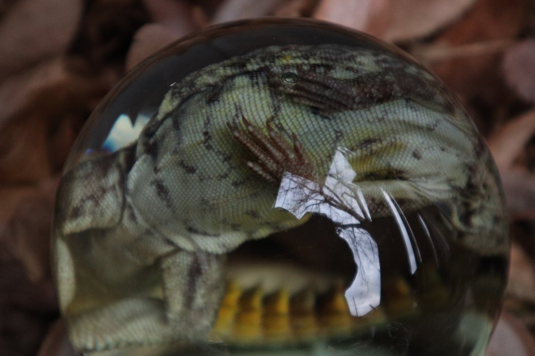 Birch Bound Uromastyx Crystal Ball