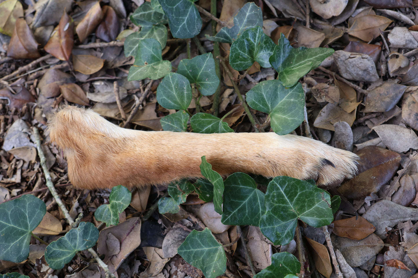 Dry Preserved Coyote Paw