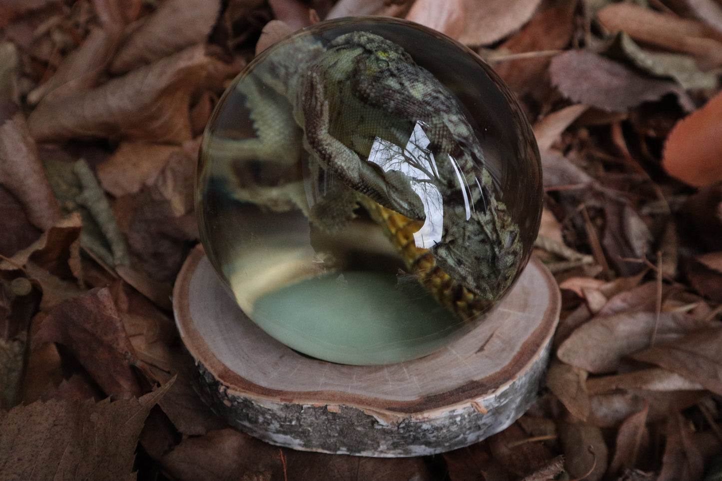 Birch Bound Uromastyx Crystal Ball