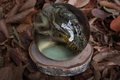 Birch Bound Uromastyx Crystal Ball