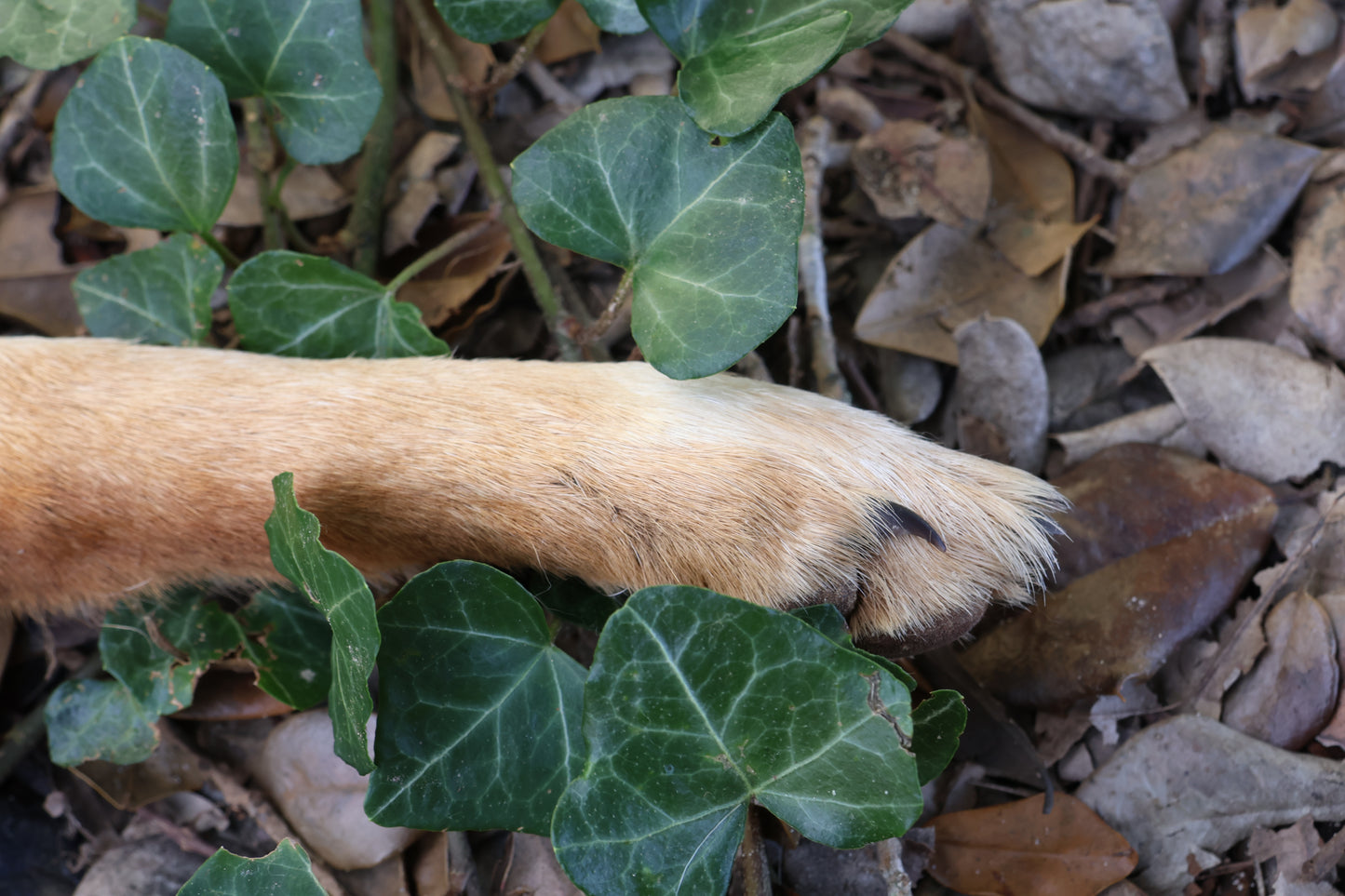 Dry Preserved Coyote Paw