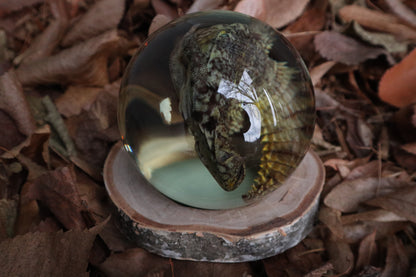 Birch Bound Uromastyx Crystal Ball