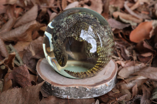 Birch Bound Uromastyx Crystal Ball
