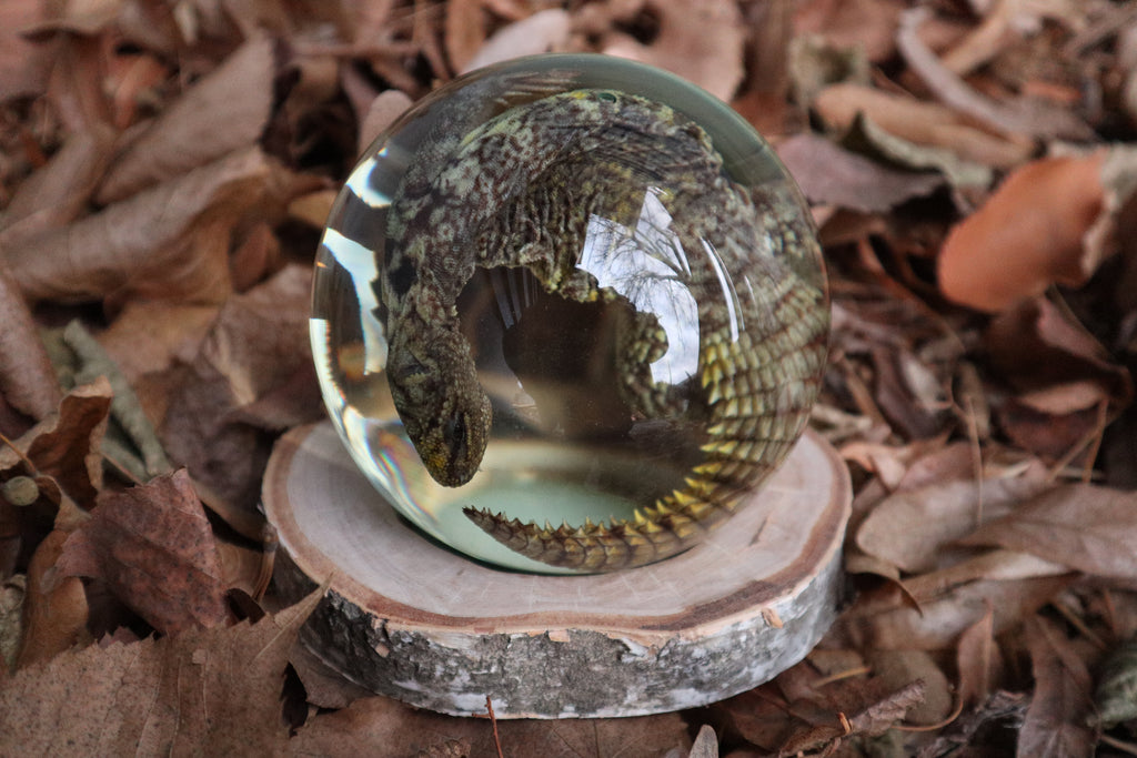 Birch Bound Uromastyx Crystal Ball