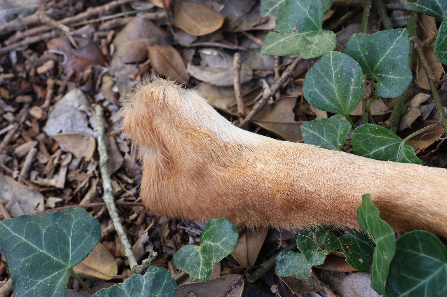 Dry Preserved Coyote Paw