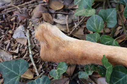 Dry Preserved Coyote Paw