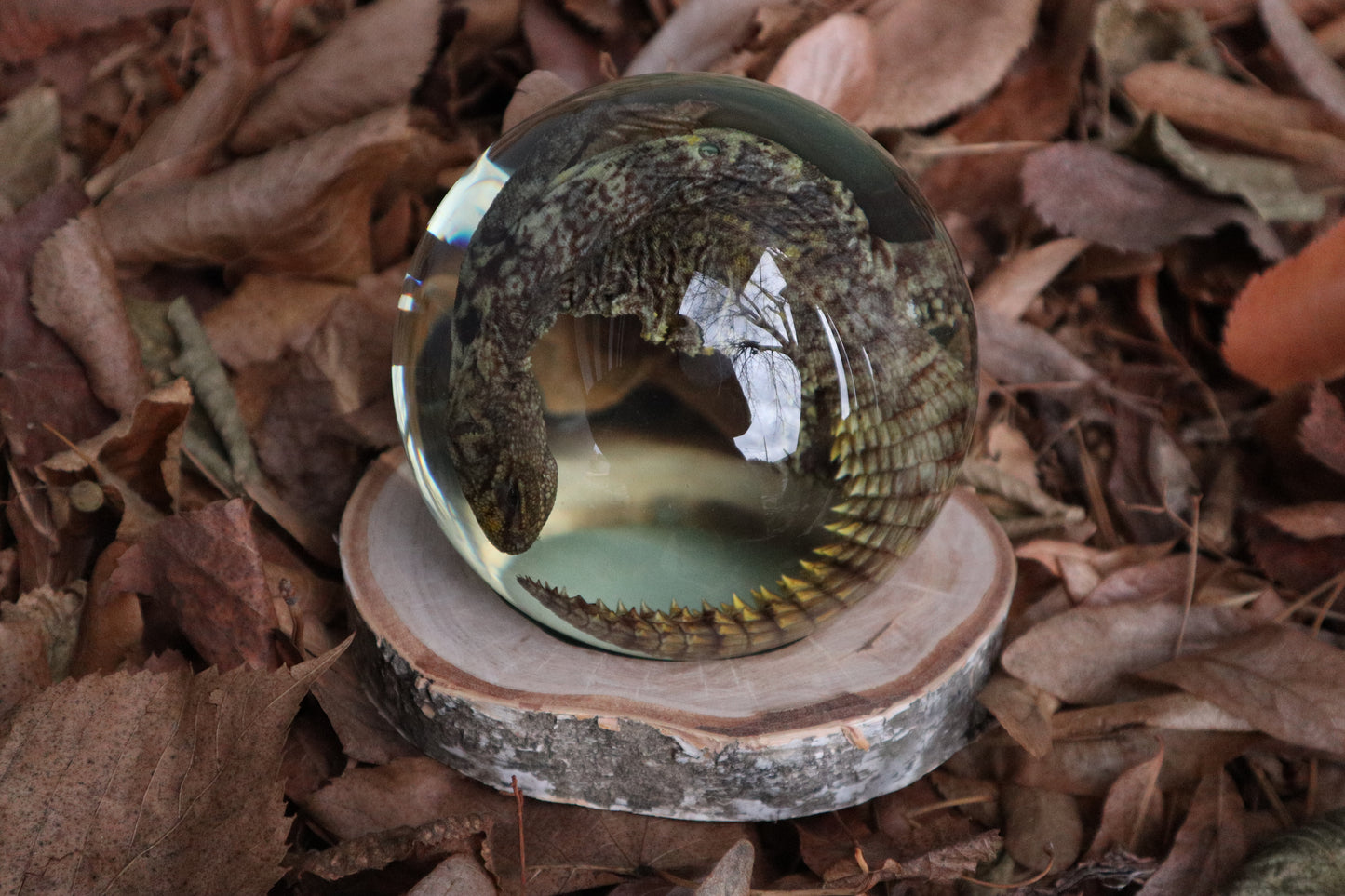 Birch Bound Uromastyx Crystal Ball