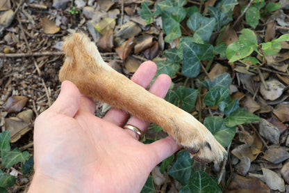 Dry Preserved Coyote Paw