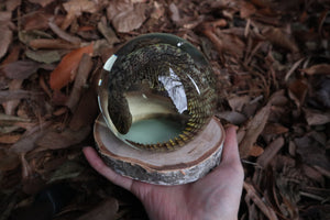 Birch Bound Uromastyx Crystal Ball