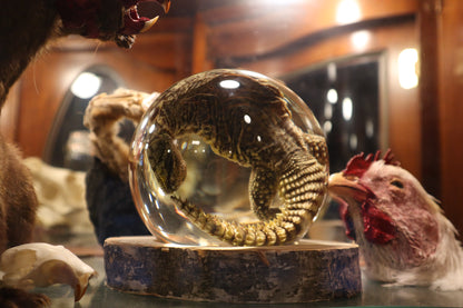Birch Bound Uromastyx Crystal Ball