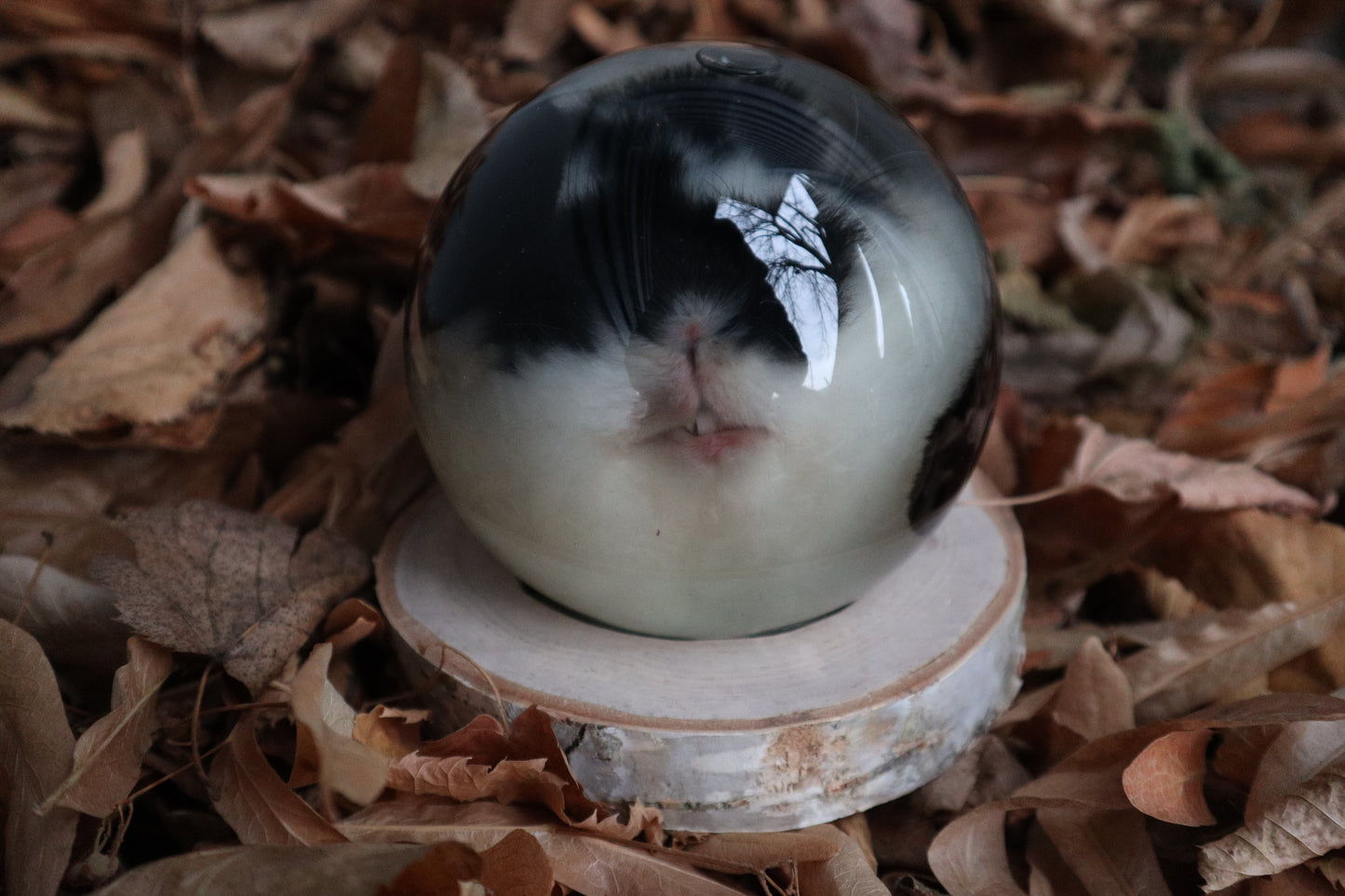 Birch Bound Rabbit Crystal Ball