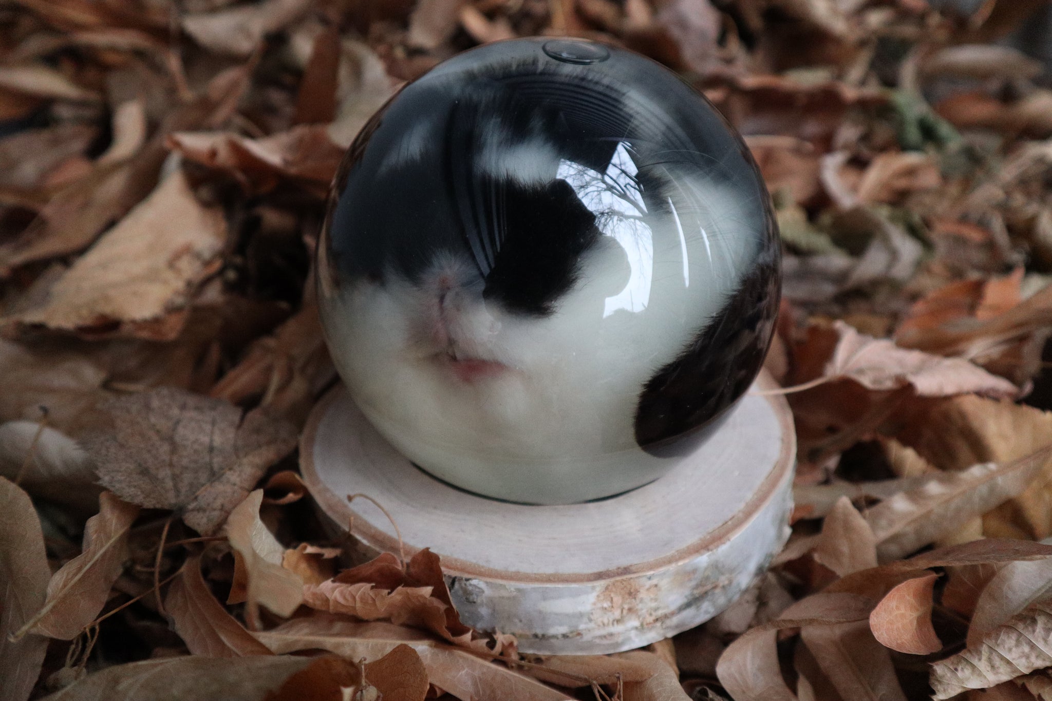 Birch Bound Rabbit Crystal Ball