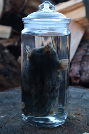 Mole Wet Specimen