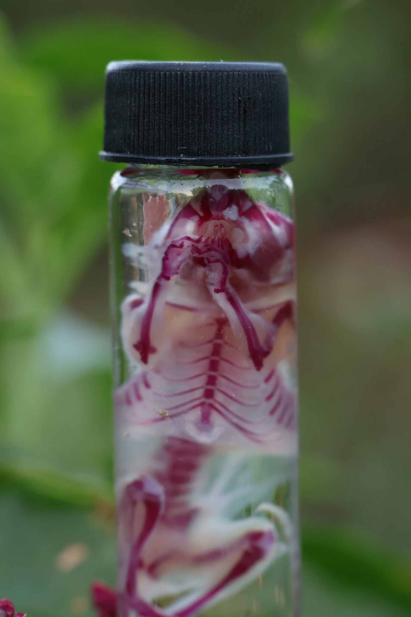 Diaphonized Juvenile Mouse
