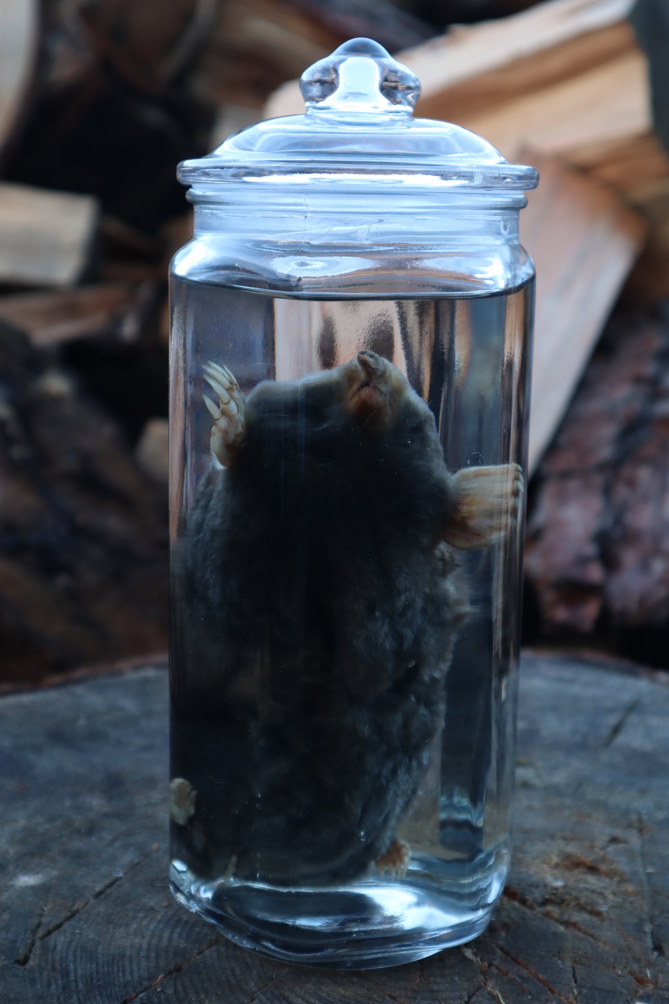 Mole Wet Specimen