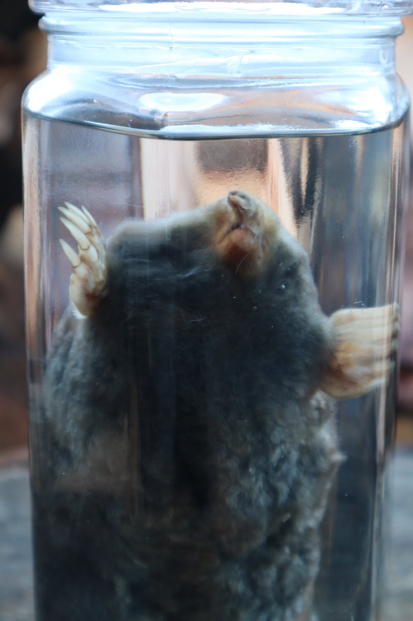 Mole Wet Specimen