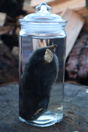 Mole Wet Specimen