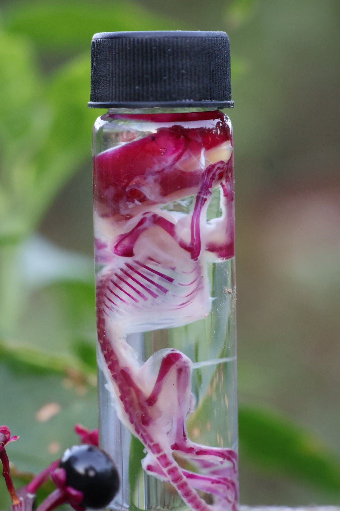 Diaphonized Juvenile Mouse
