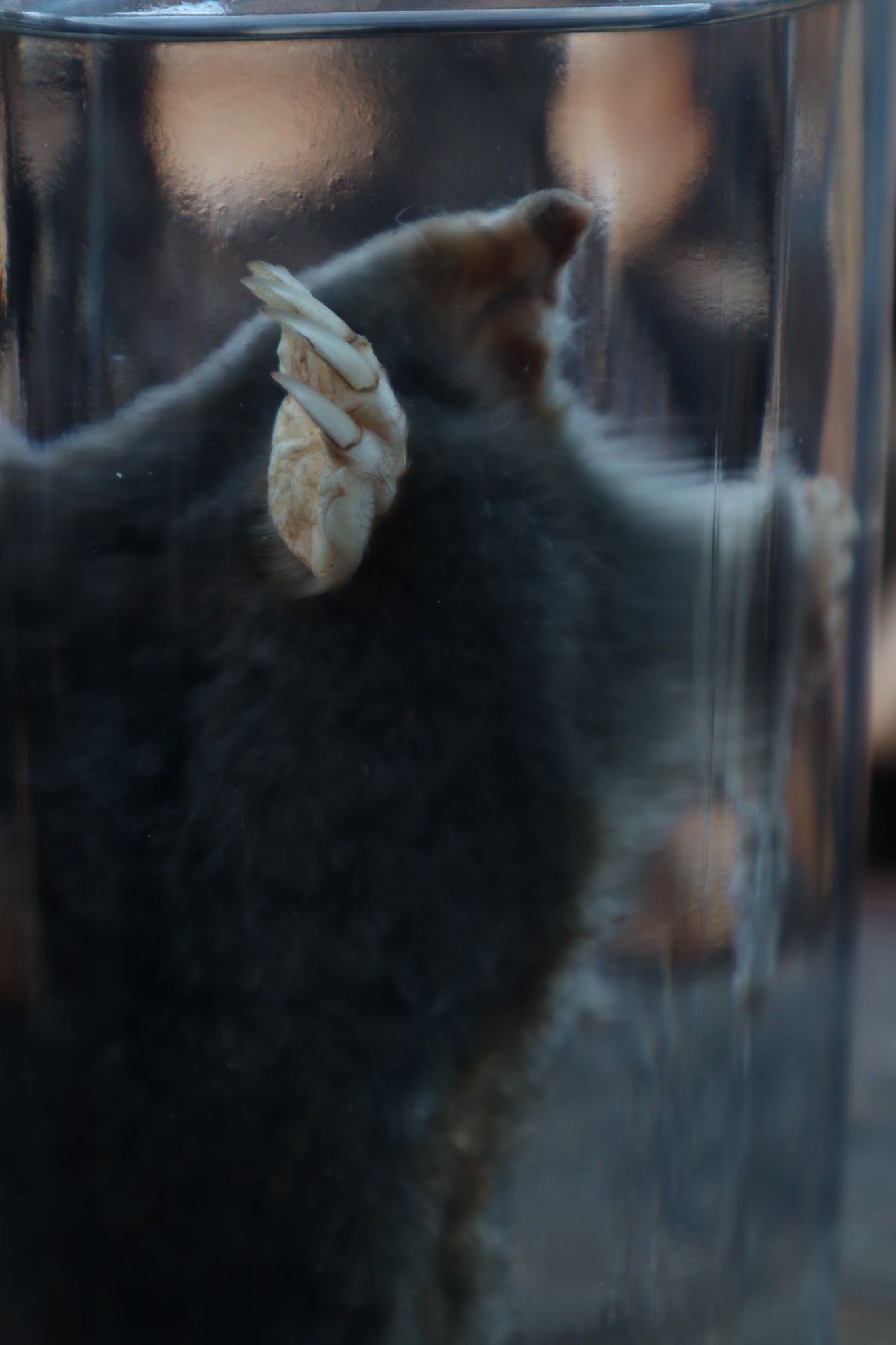 Mole Wet Specimen