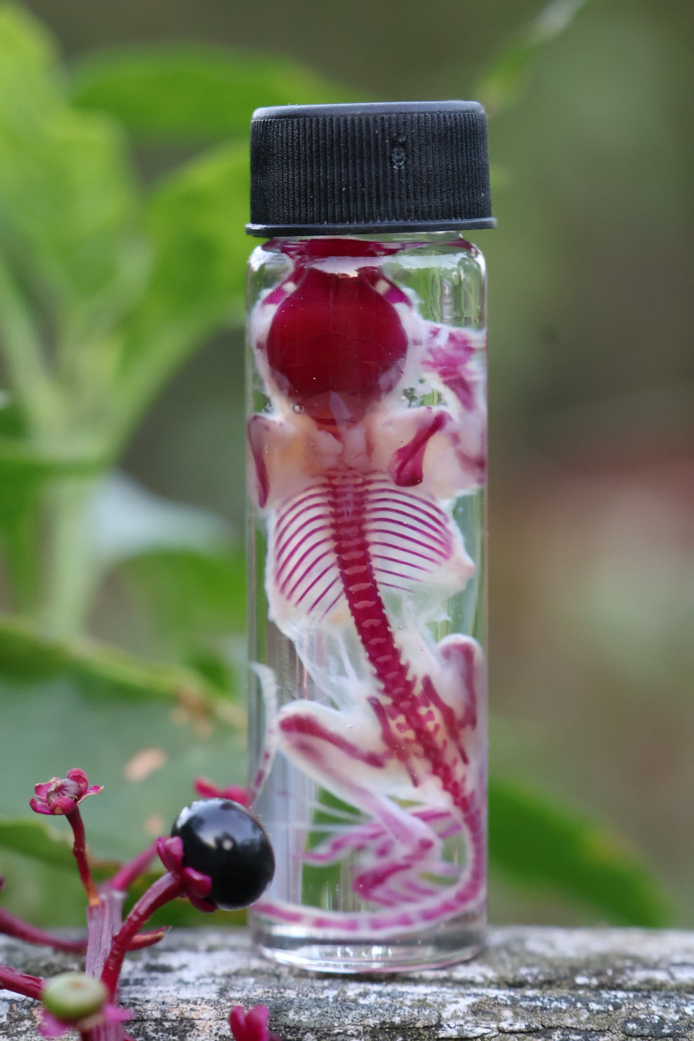 Diaphonized Juvenile Mouse