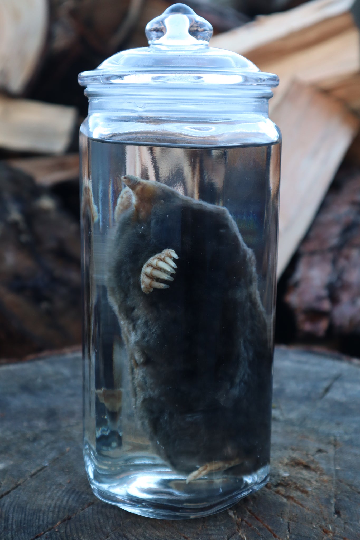 Mole Wet Specimen