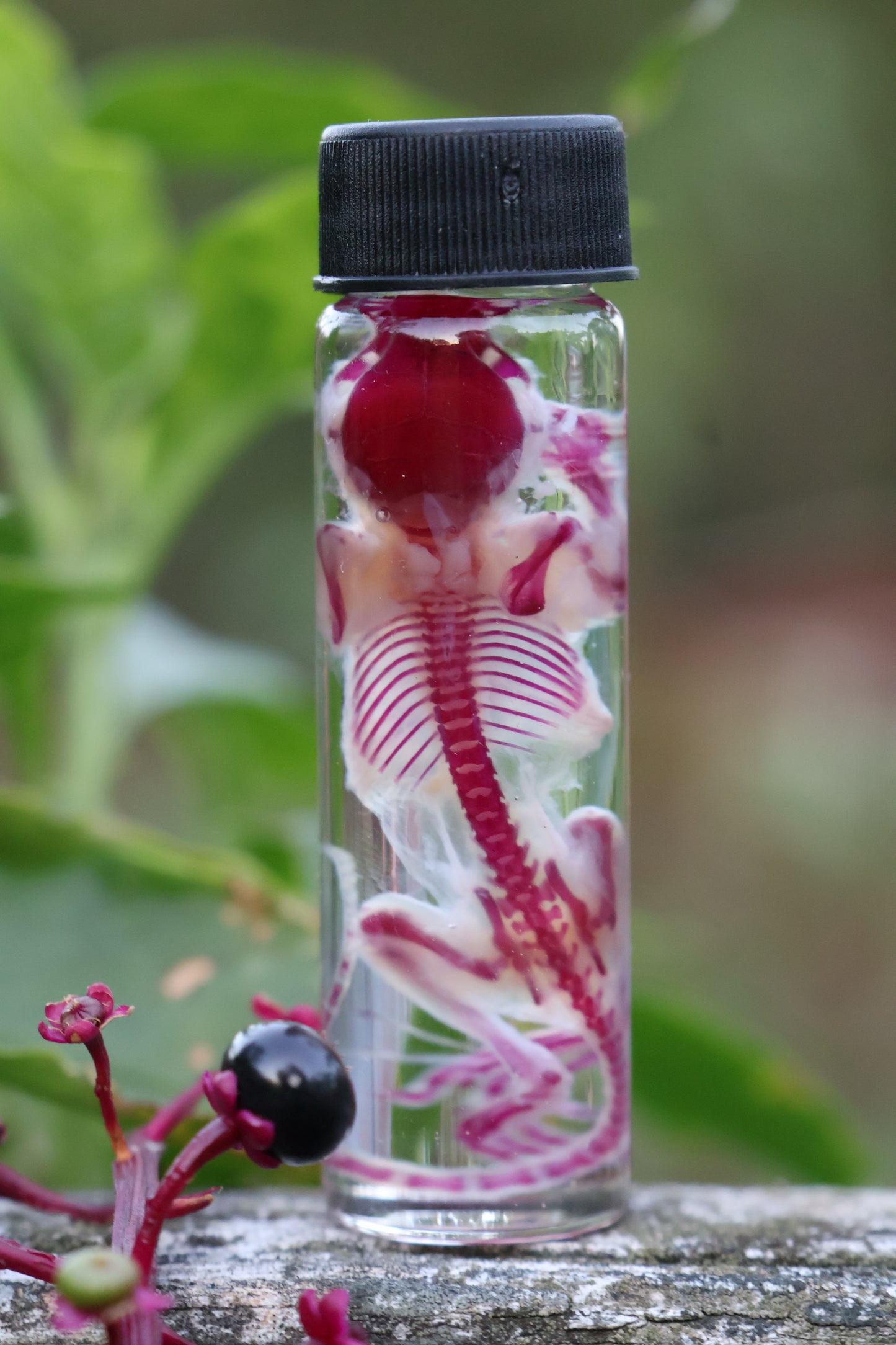 Diaphonized Juvenile Mouse