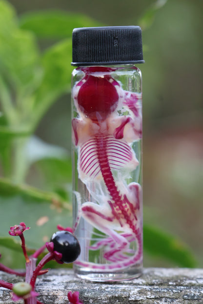 Diaphonized Juvenile Mouse
