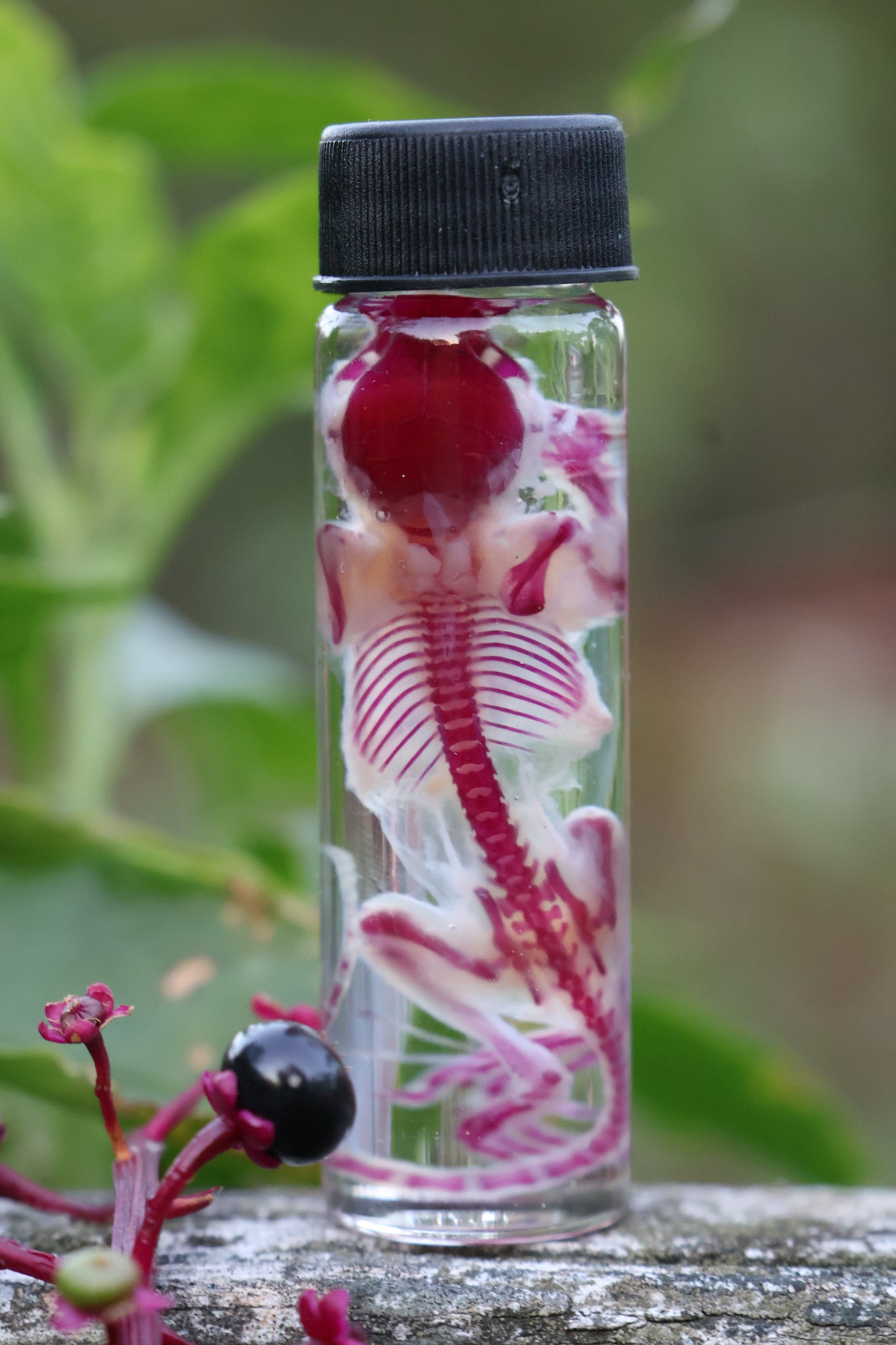 Diaphonized Juvenile Mouse