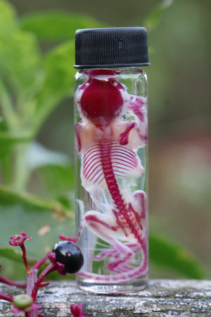 Diaphonized Juvenile Mouse