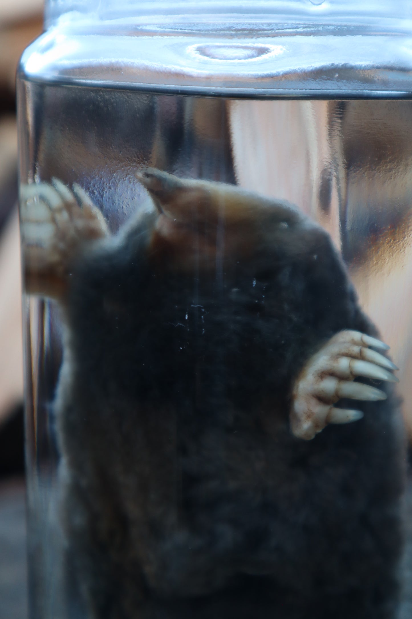 Mole Wet Specimen