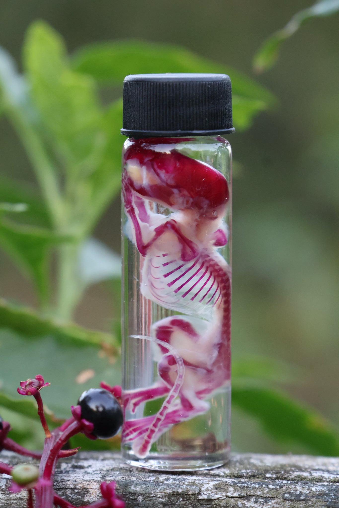 Diaphonized Juvenile Mouse