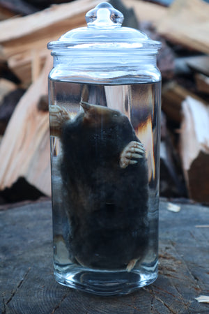 Mole Wet Specimen