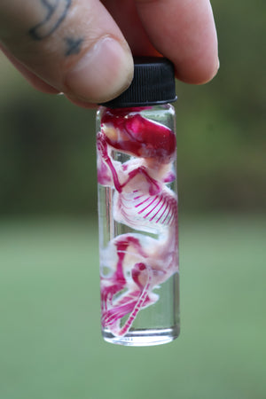 Diaphonized Juvenile Mouse